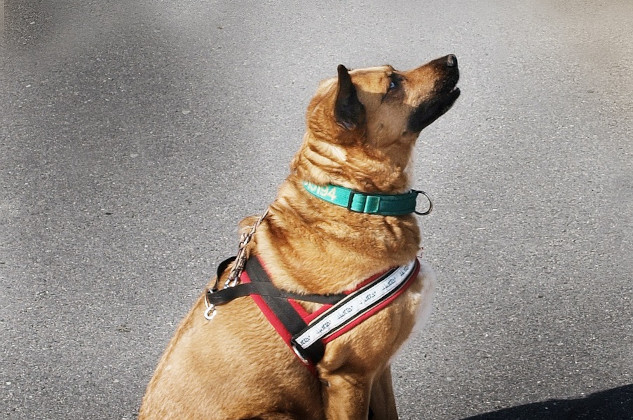 sitting dog wearing a harness and waiting for a command (or maybe a treat)