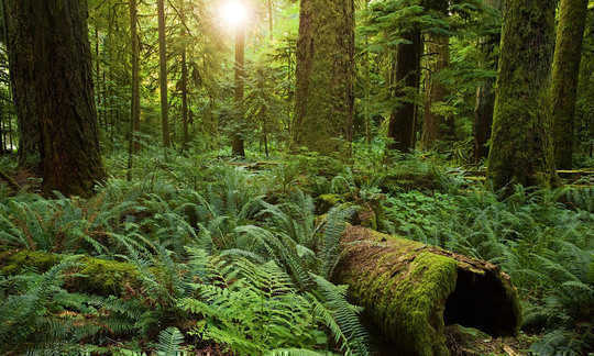 The protected Cathedral Grove, British Columbia, Canada