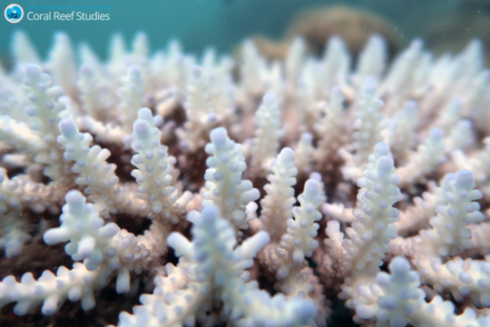 We Just Spent Two Weeks Surveying The Great Barrier Reef. What We Saw Was An Utter Tragedy