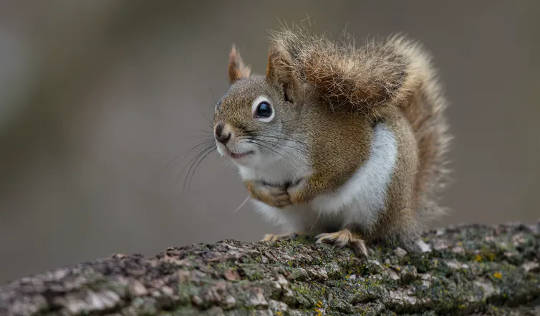 Red Squirrels, Socially Distant By Nature, Teach Us The Value Of Good Neighbours