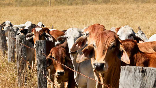 Australia's Farmers Want More Climate Action – And They’re Starting In Their Own Backyards