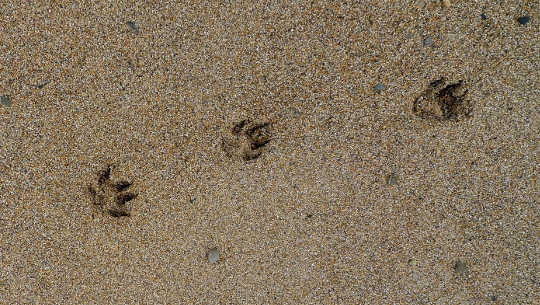 paw prints in the sand