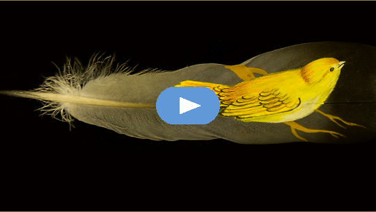 small yellow bird standing on a big bird feather