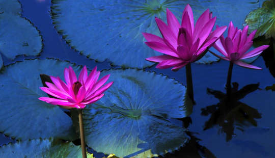 water lilies