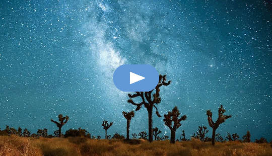 the starry  Milky Way with trees in the foreground