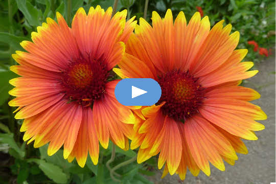 a pair of vibrant orange flowers