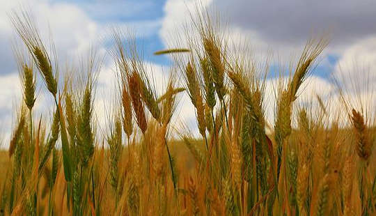 grain stalks in a field blowing in the wind