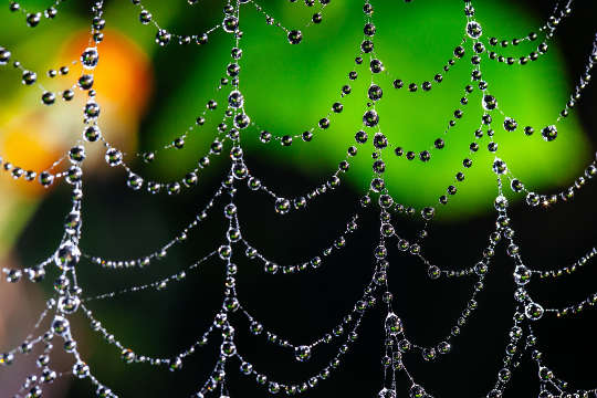 a Spider Web Covered With Droplets Of Water