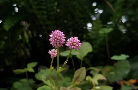 flowers in a field