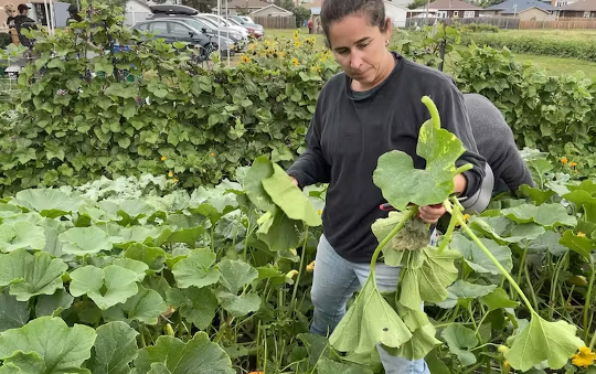 worker on vegetable farm