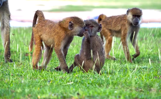 two baboons chatting