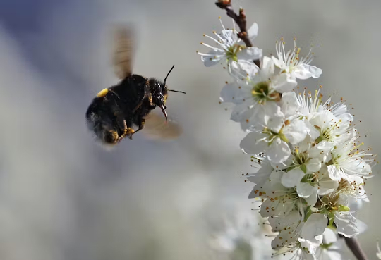 a bumblebee on a flower