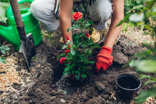 woman working with plants outdoors