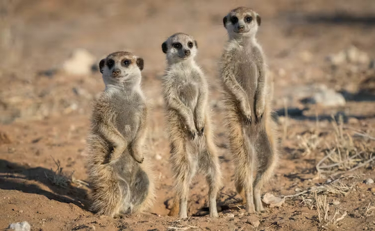 meercats