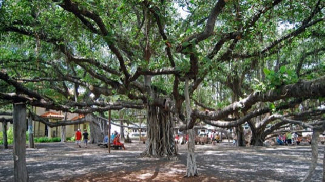 Banyan tree in Lahaina, Maui