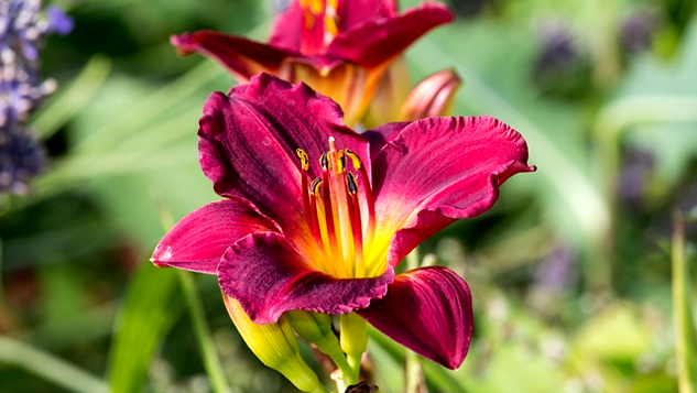 vibrant red flour