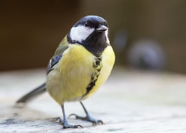 feeding birds in winter 11 7