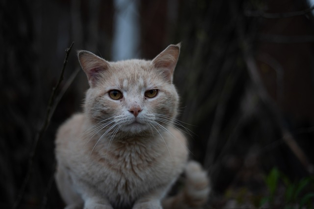 white cat with a column of light coming down on its head