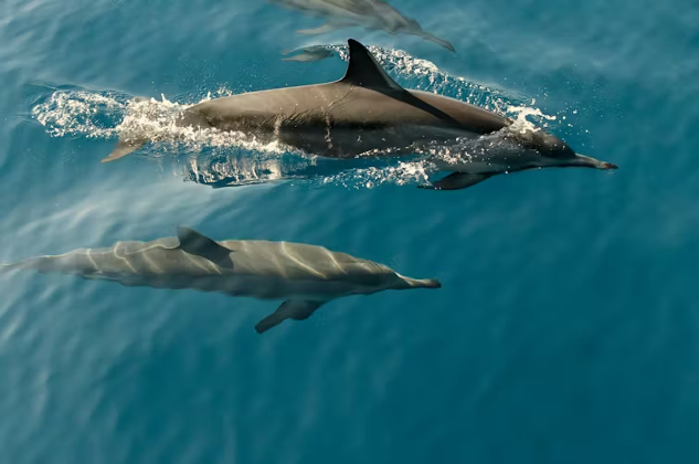 dolphins swimming