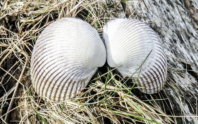 angel wings clam seashell