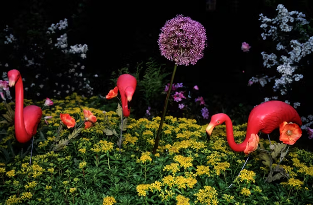 a front yard full of wildflowers