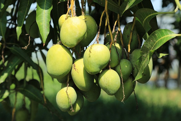 a bunch of mangoes on a tree