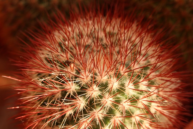 round prickly cactus