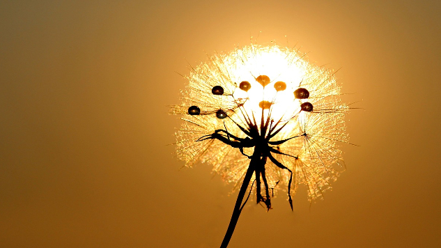 dandelion flower seed ball in front of the sun