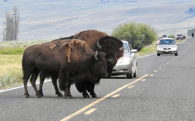 bison in the middle of the road blocking traffic