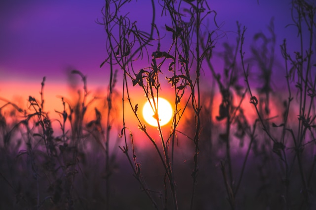 bright sun seen in a haze behind spindly plants