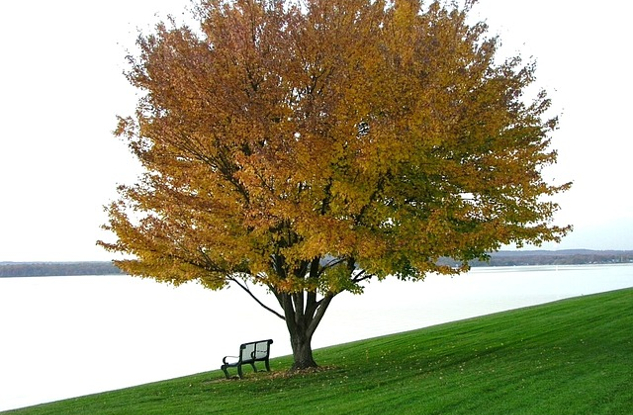 an empty bench underneath a large tree on the side of a calm lake setting