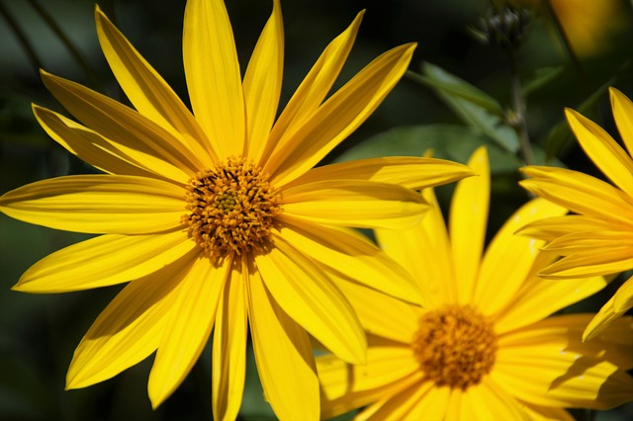 two radiant golden colored flowers with petals