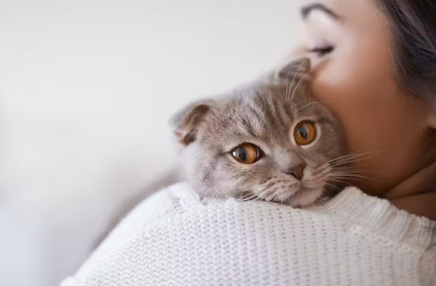 A cat meowing at a human, illustrating the unique vocal communication between cats and their owners.