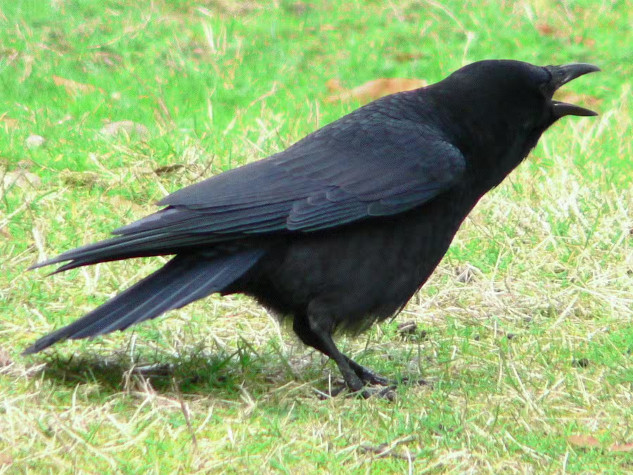 American crow calling, highlighting the intelligence and cognitive abilities of crows.