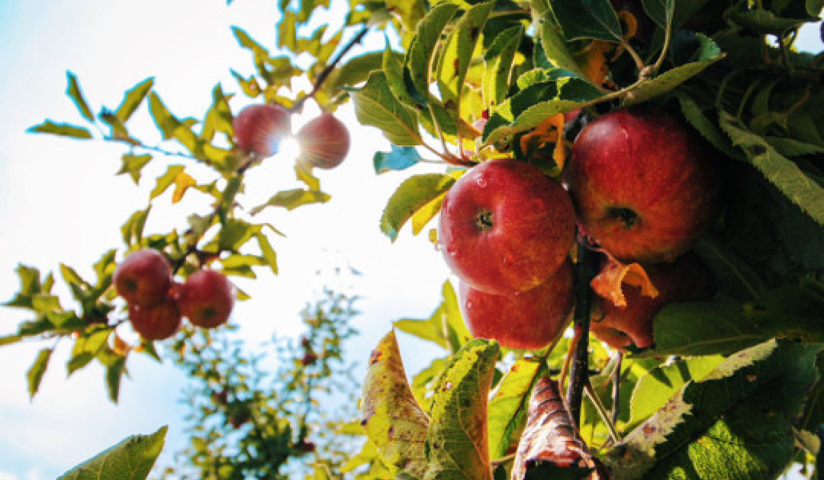 How the Apple Became the Forbidden Fruit