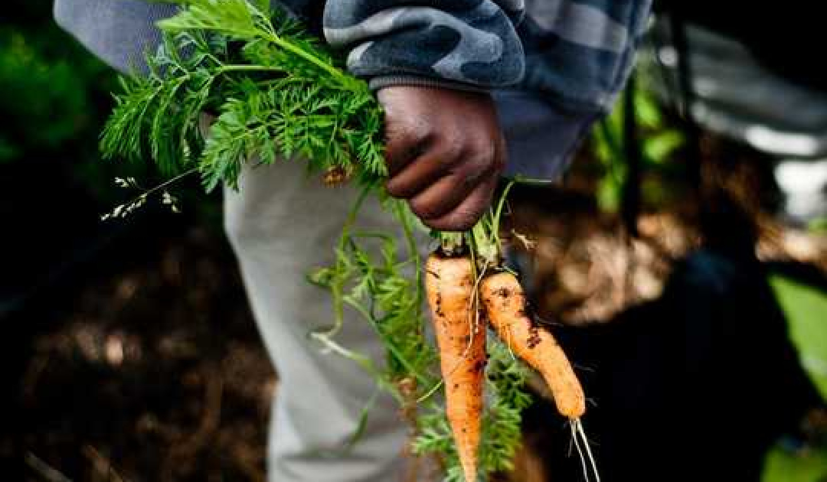 How Planting A Garden Can Boost Bees, Local Food And Resilience