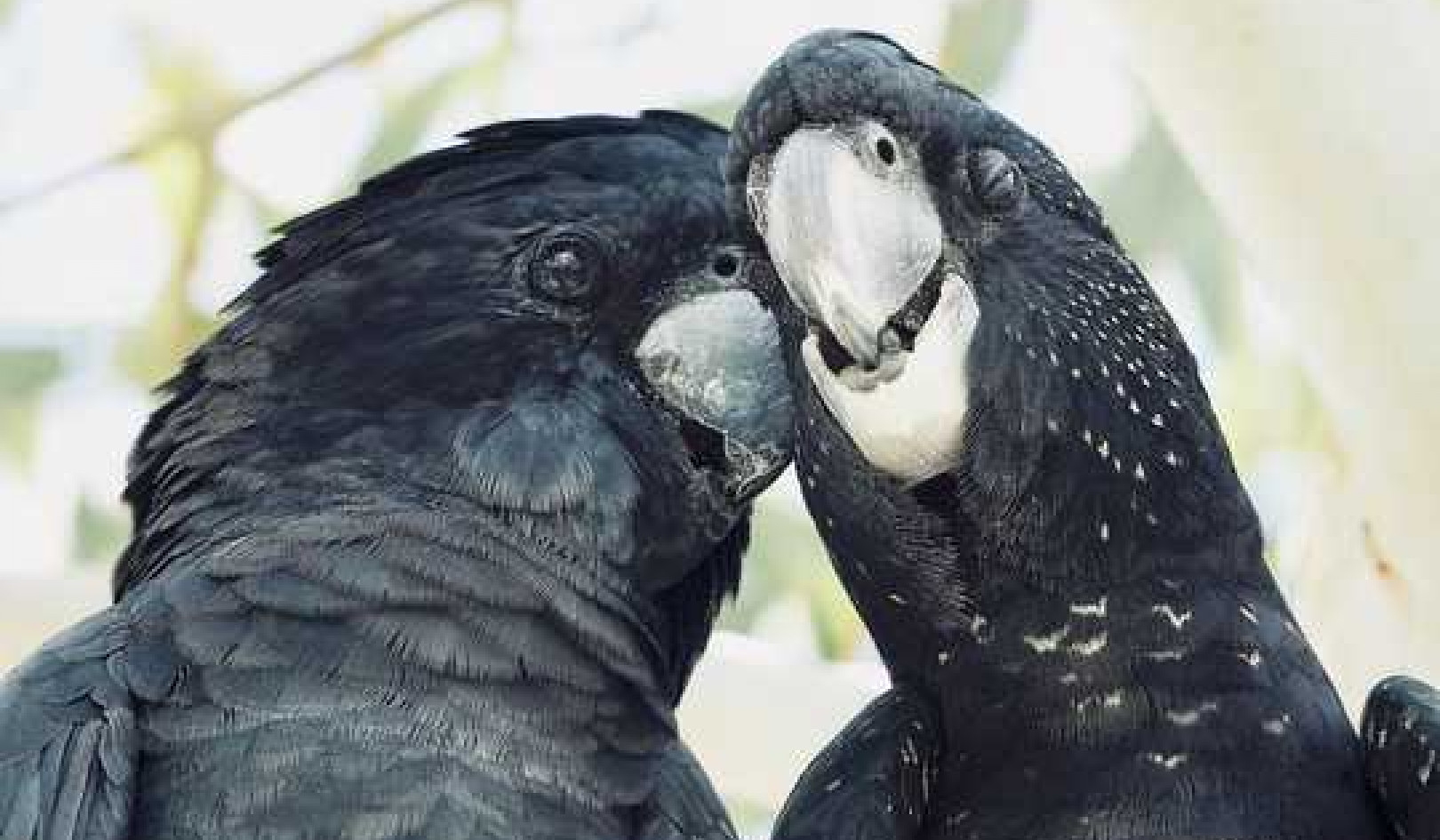 What Birds Can Teach Us About Choosing A Partner And Making It Last