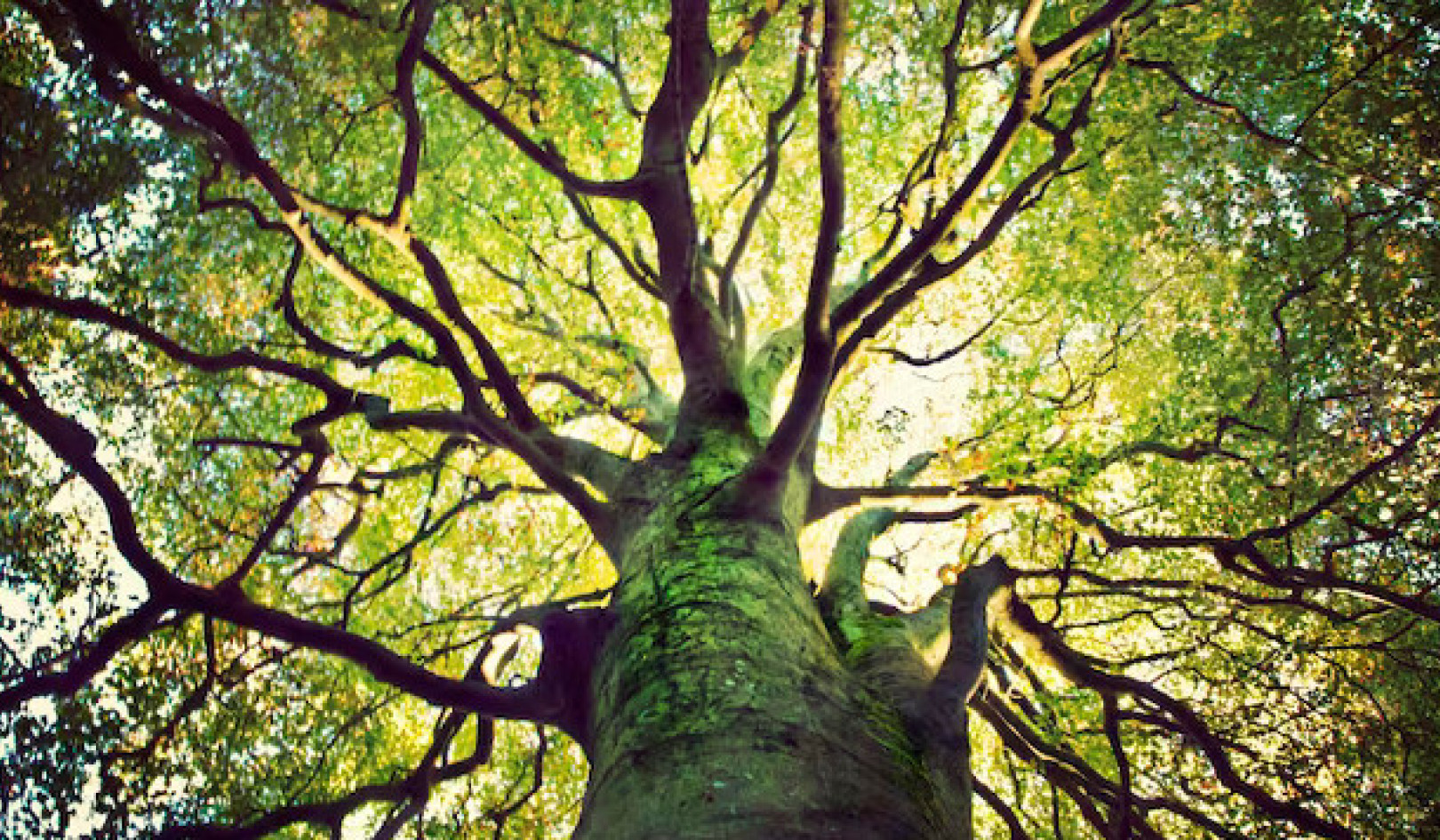 The Symbolic Journey of the Tree of Life in Jewish Tradition