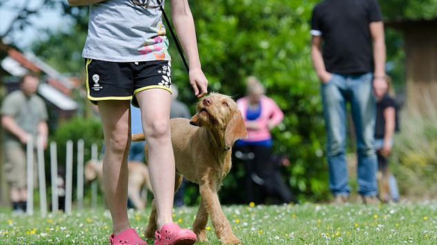 a dog being walked on a leash looking up at his owner