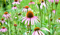 some thyme herbs in their vibrant color and energy