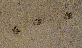 paw prints in the sand