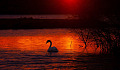 a swan in the waters at sunrise with red sky, red waters, and one white swan