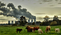 numerous smokestacks spewing dark smoke in the background, and cows foraging in the foreground