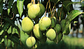 a bunch of mangoes on a tree