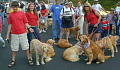 Golden Retrievers in a July 4th parade